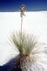 White Sands, Monocot, Asparagales, Asparagaceae, Agavoideae, Yucca Plant, OFSV03P13_03