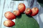 Cactus Fruit, OFSV03P14_07