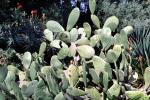 Beavertail Cactus, OFSV03P15_15
