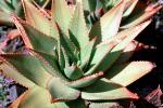 Aloe, Asphodelacea, OFSV03P15_16