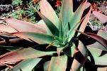 Agave, Aloe, Agavaceae