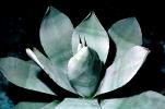 Artichoke Agave, mescal agave, (Agave parryi), [huachucensis], OFSV04P02_06