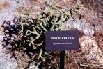 Pencil Cholla, (Opuntia ramosissima)