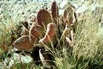 Beaver Tail Cactus, OFSV04P03_06