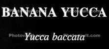 Banana Yucca, (Yucca baccata), Monocot, Asparagales, Asparagaceae, Agavoideae, Yucca Plant, OFSV04P03_11