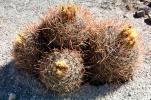 Barrel Cactus, spines, spikes, OFSV04P03_15
