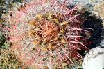 Barrel Cactus, spines, spikes, OFSV04P03_16
