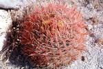 Barrel Cactus, spines, spikes, OFSV04P03_17