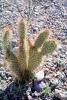 Paddle Cactus, OFSV04P03_19