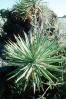 Spanish Bayonet, (Yucca aloifolia), Agavaceae, Agave, Yucca Plant, Monocot, Asparagales, Asparagaceae, Agavoideae, OFSV04P04_13