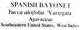 Spanish Bayonet, (Yucca aloifolia), Agavaceae, Agave, Yucca Plant, Monocot, Asparagales, Asparagaceae, Agavoideae, OFSV04P04_14