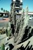 Monster Cactus, (Cereus horribarbis)