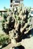 Monster Cactus (Cereus horribarbis), OFSV04P04_16