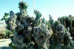 Monster Cactus, (Cereus horribarbis), OFSV04P04_17