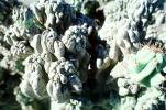 Monster Cactus, (Cereus horribarbis), OFSV04P04_18