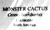 Monster Cactus (Cereus horribarbis)
