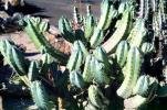 Bilberry Cactus, (Myrtillocactus geometrizans), Cactoideae, Pachycereeae, Whortleberry Cactus, Blue Candle, OFSV04P05_01