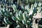 Bilberry Cactus, (Myrtillocactus geometrizans), Cactoideae, Pachycereeae, Whortleberry Cactus, Blue Candle, OFSV04P05_02