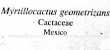 Bilberry Cactus, (Myrtillocactus geometrizans), Cactoideae, Pachycereeae, Whortleberry Cactus, Blue Candle, OFSV04P05_03