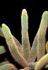 (Borzicactus aureispina), OFSV04P05_10