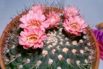 Gymnocalycium, Pink Cactus Flowers, spines, spikes, OFSV04P05_12