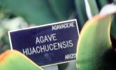(Agave Huachucensis), Agavaceae