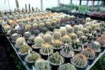 Cactus Cultivation, OFSV04P06_14