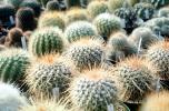 Cactus Cultivation, OFSV04P06_15