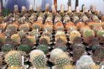 Cactus Cultivation, OFSV04P06_16