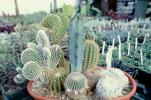 a little cactus garden