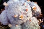 Feather Cactus, (Mammillaria Plumosa), Cactoideae, Cacteae, Cactinae, flower, hairy, hair, downy spines, OFSV04P07_05