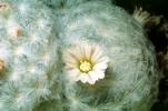 Feather Cactus, (Mammillaria Plumosa), Cactoideae, Cacteae, Cactinae, flower, hairy, hair, downy spines, OFSV04P07_06