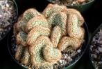 Brain Cactus, (Mammillaria elongata), Caryophyllales, Cactaceae, OFSV04P07_17