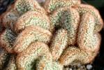 Brain Cactus, (Mammillaria elongata), Caryophyllales, Cactaceae, OFSV04P07_18