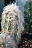 Old Man Cactus, (Cephalocereus senilis), Pachycereeae, hairy, hair, prickly, spikes, OFSV04P08_05