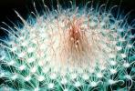 the center at the top, Cactus Spines, prickly point, spike, OFSV04P09_12