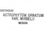 (Astrophytum ornatum), Caryophyllales, Cactaceae, OFSV04P10_08