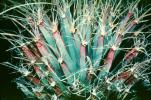 Agave Cactus, (Leuchtenbergia principis), Cactaceae, OFSV04P10_15