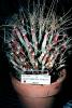 Agave Cactus, (Leuchtenbergia principis), Cactaceae, OFSV04P10_17