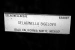 (Selaginella bigelovii), Selaginellaceae, OFSV04P11_12