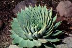 Spiral Aloe (Aloe polyphylla), Asphodelacea, OFSV04P12_09