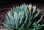 Spiral Aloe, (Aloe polyphylla), Asphodelacea, OFSV04P12_10