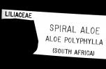Spiral Aloe (Aloe polyphylla), Asphodelacea, OFSV04P12_12