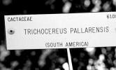 (Trichocereus pallarensis), Cactaceae, OFSV04P12_17