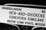 Hen-and-Chickens, (Echeveria simulans)