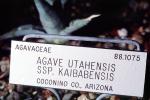 (Agave utahensis), Agavaceae