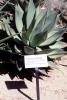 Century Plant, (Agave americana)