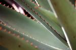 agave, OFSV05P01_12