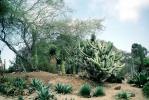 cactus garden, OFSV05P01_15