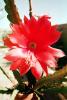 Cactus Flower, OFSV05P01_16